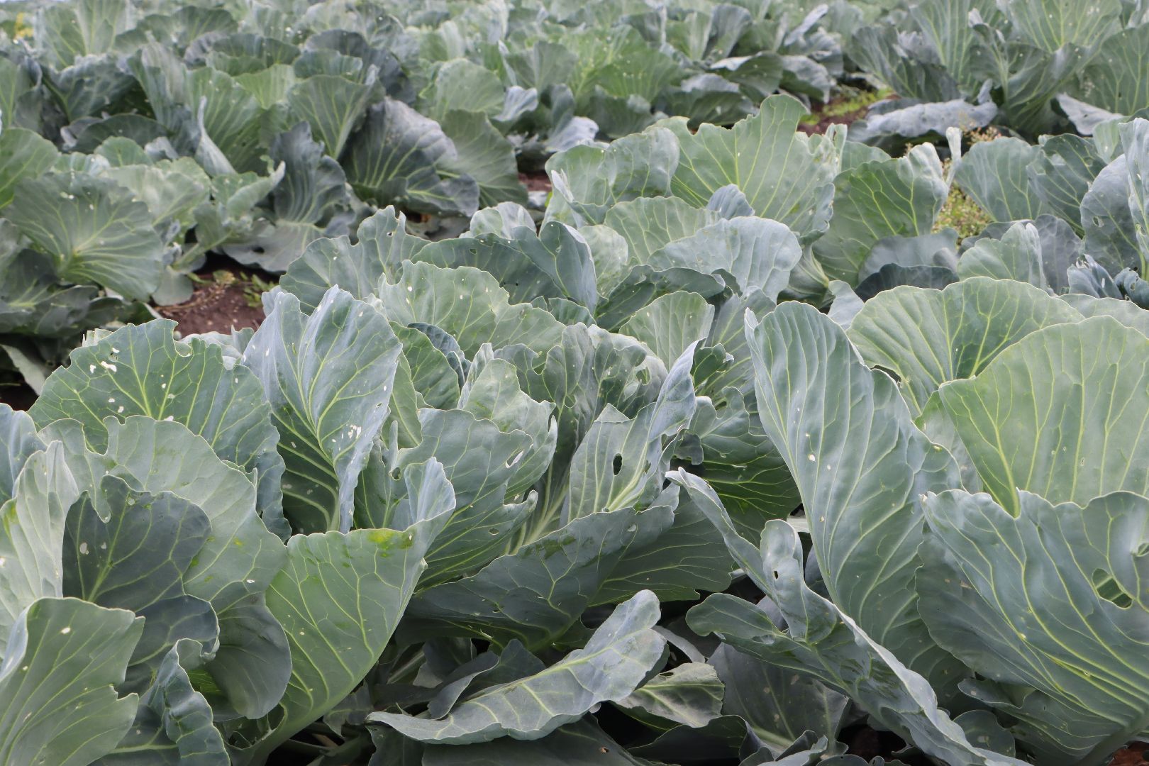 Серебряные Пруды, сельское хозяйство, урожай 2023