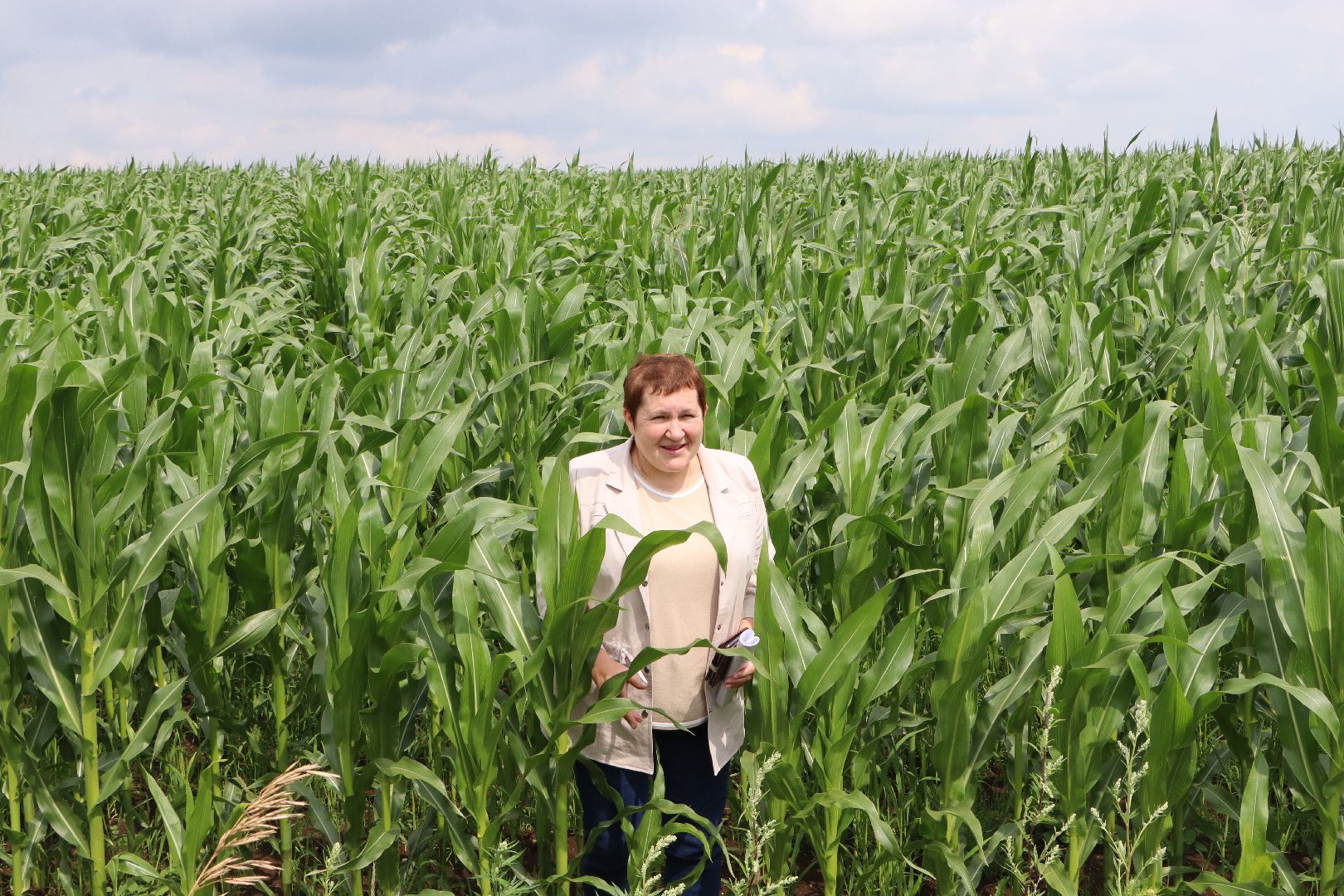 Серебряные Пруды, сельское хозяйство, урожай 2023