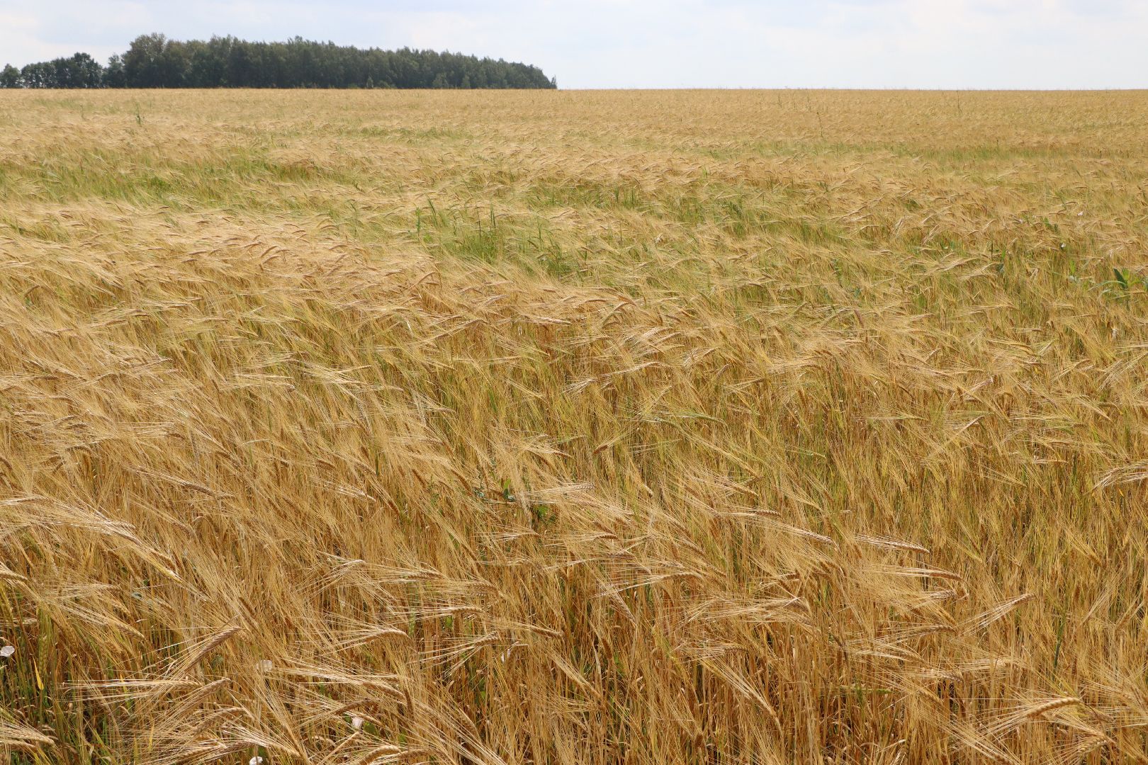 Серебряные Пруды, сельское хозяйство, урожай 2023