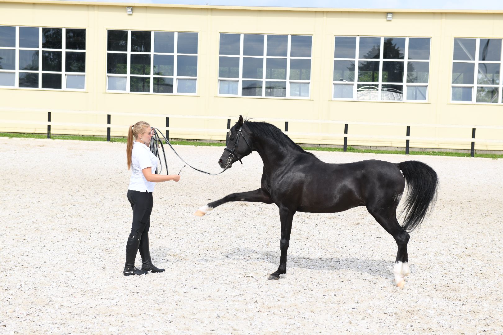 лыткарино, общество, тентпеггинг, конный спорт,