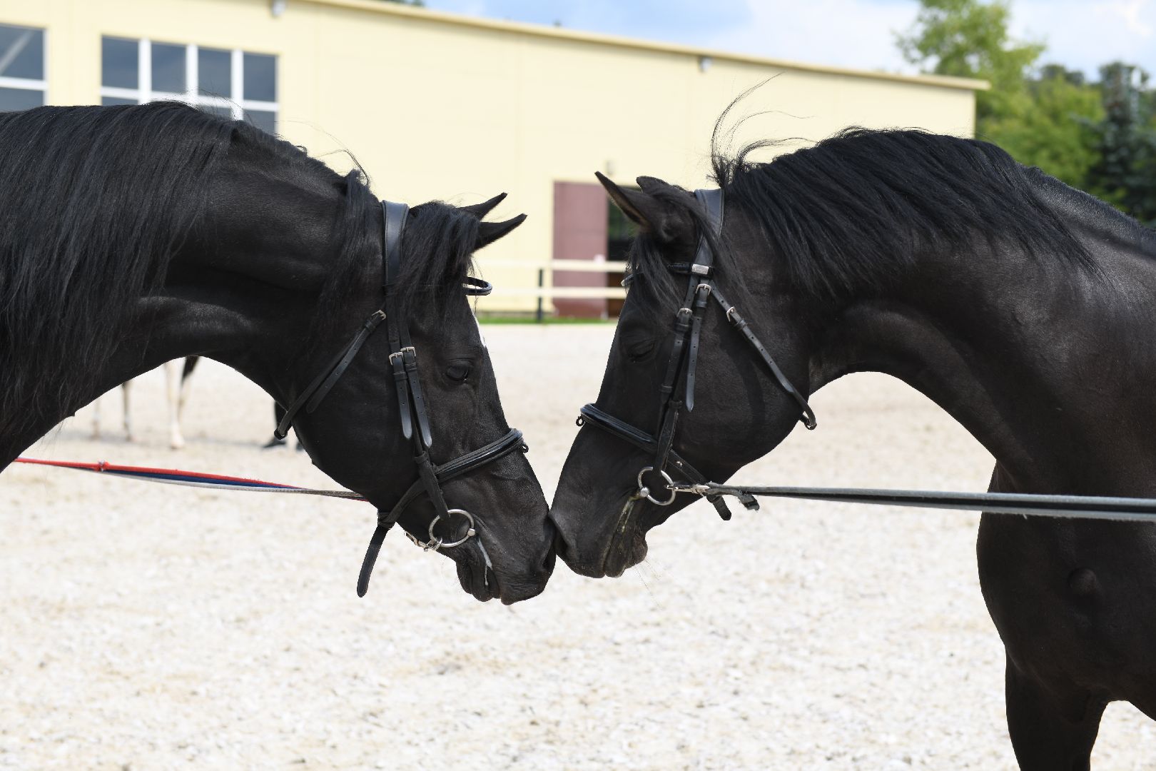 лыткарино, общество, тентпеггинг, конный спорт,