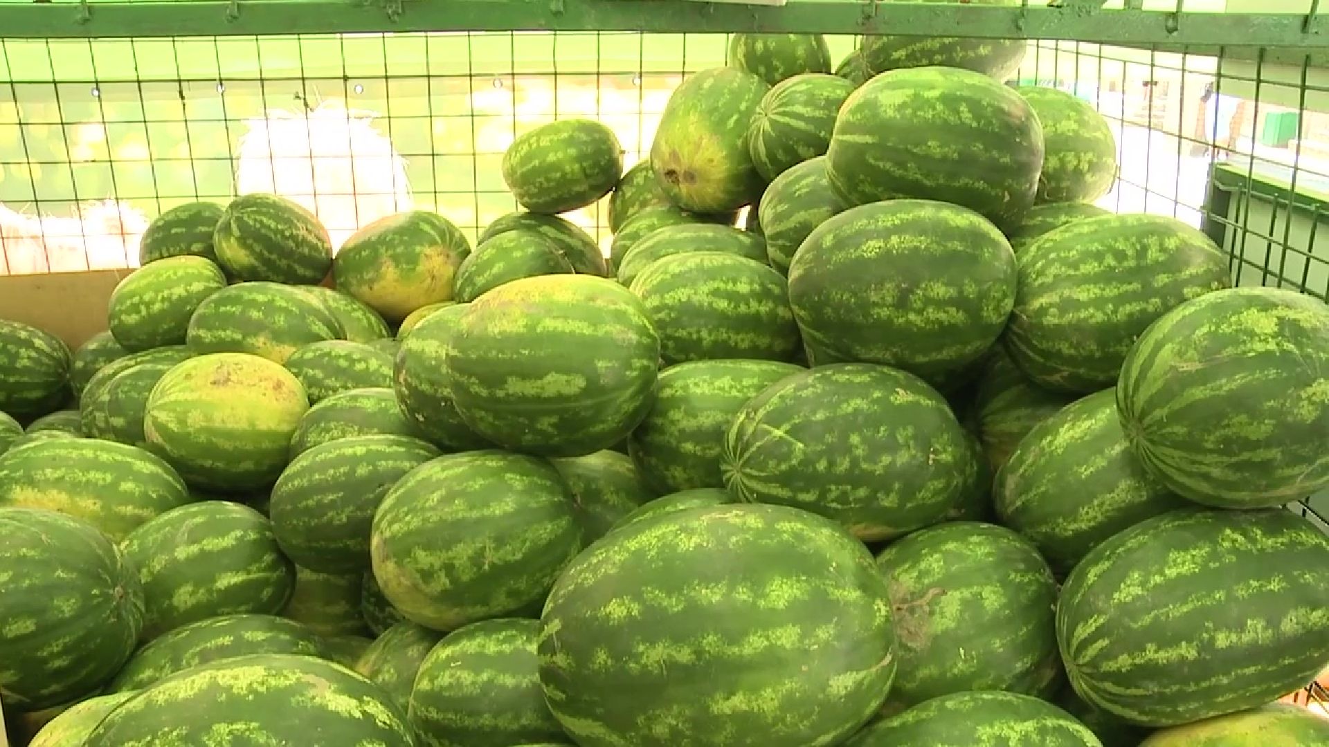 Реутов, сезон ягод, арбузы, дыни, бахчевые развалы