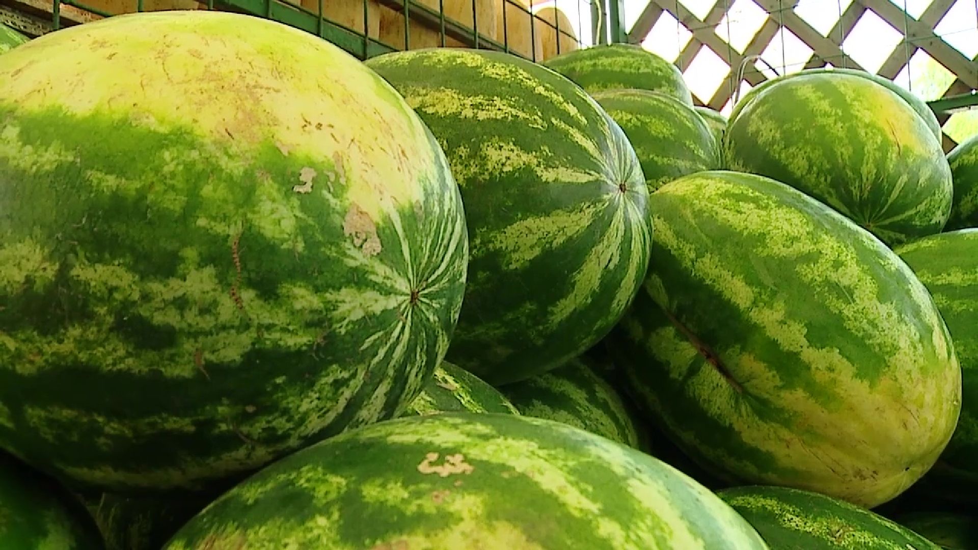 Реутов, сезон ягод, арбузы, дыни, бахчевые развалы