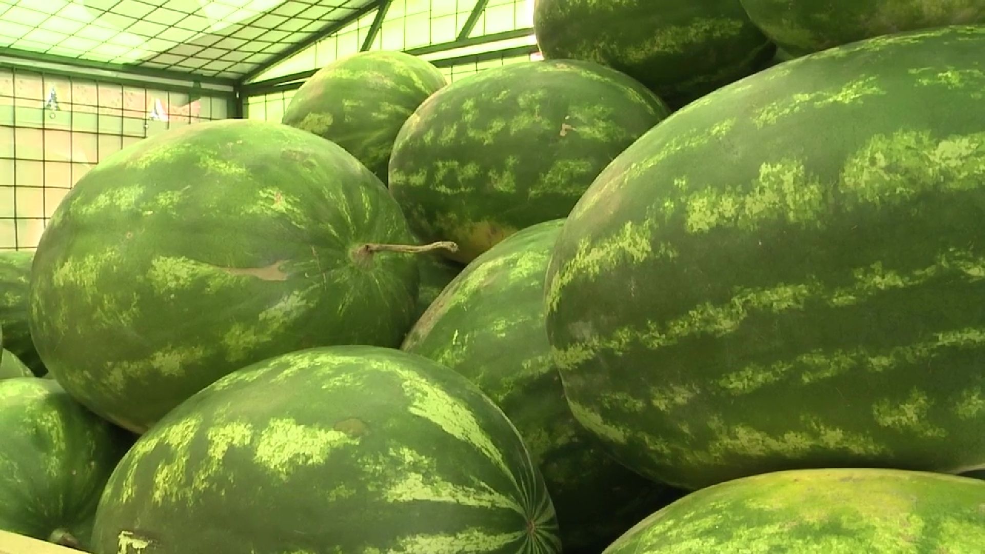 Реутов, сезон ягод, арбузы, дыни, бахчевые развалы