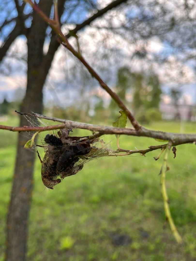 #БольшаяШатура#шелкопряд#лес#Мособллес