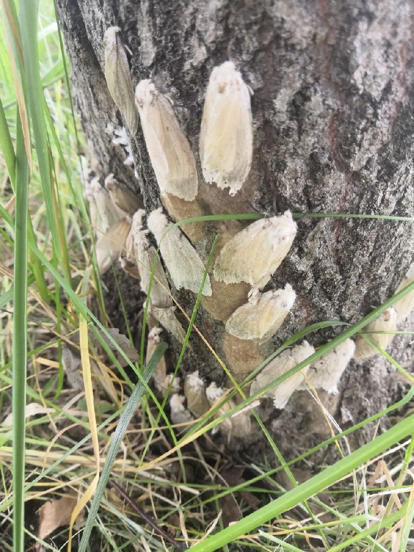 #БольшаяШатура#шелкопряд#лес#Мособллес