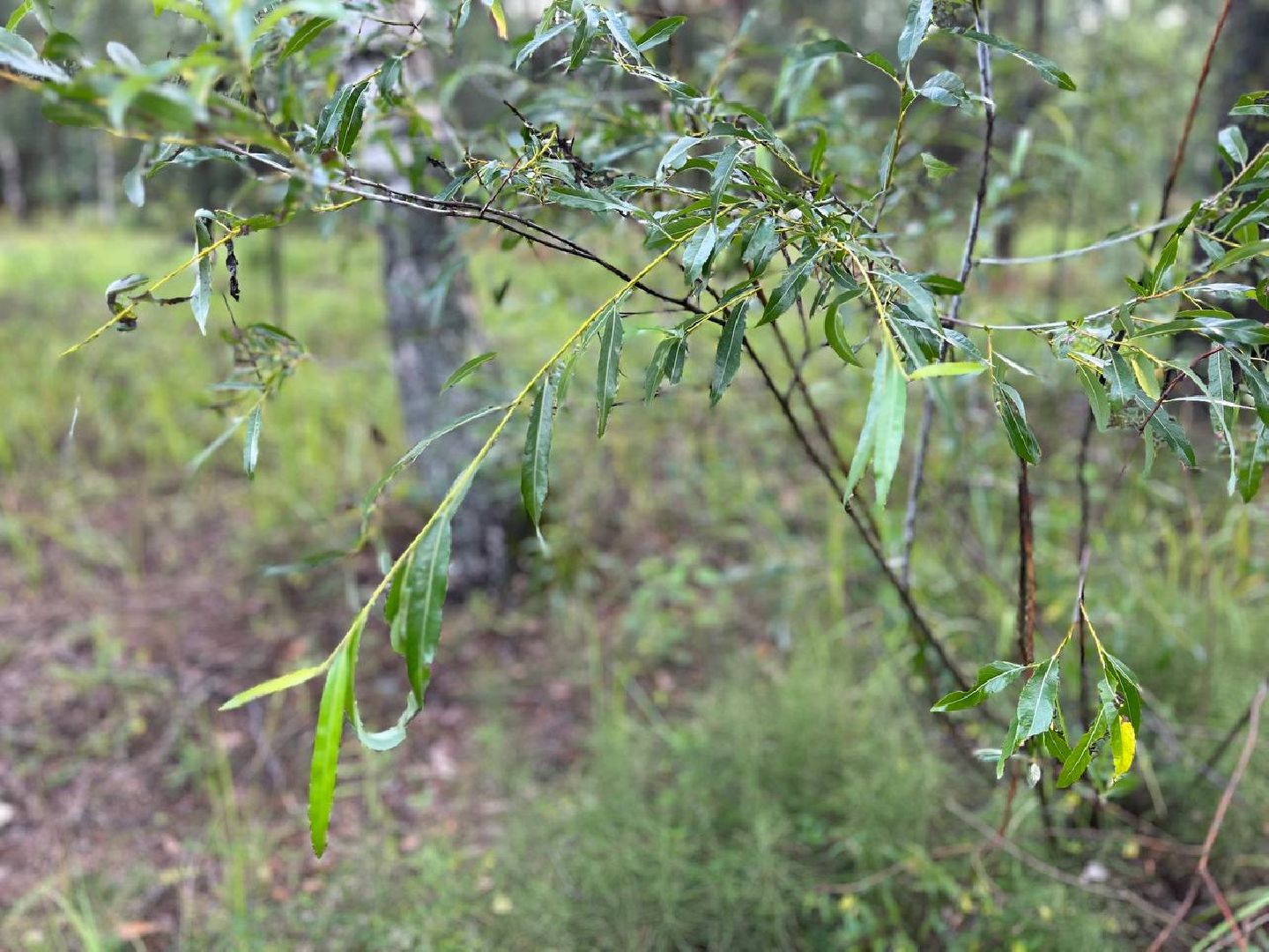 #БольшаяШатура#шелкопряд#лес#Мособллес