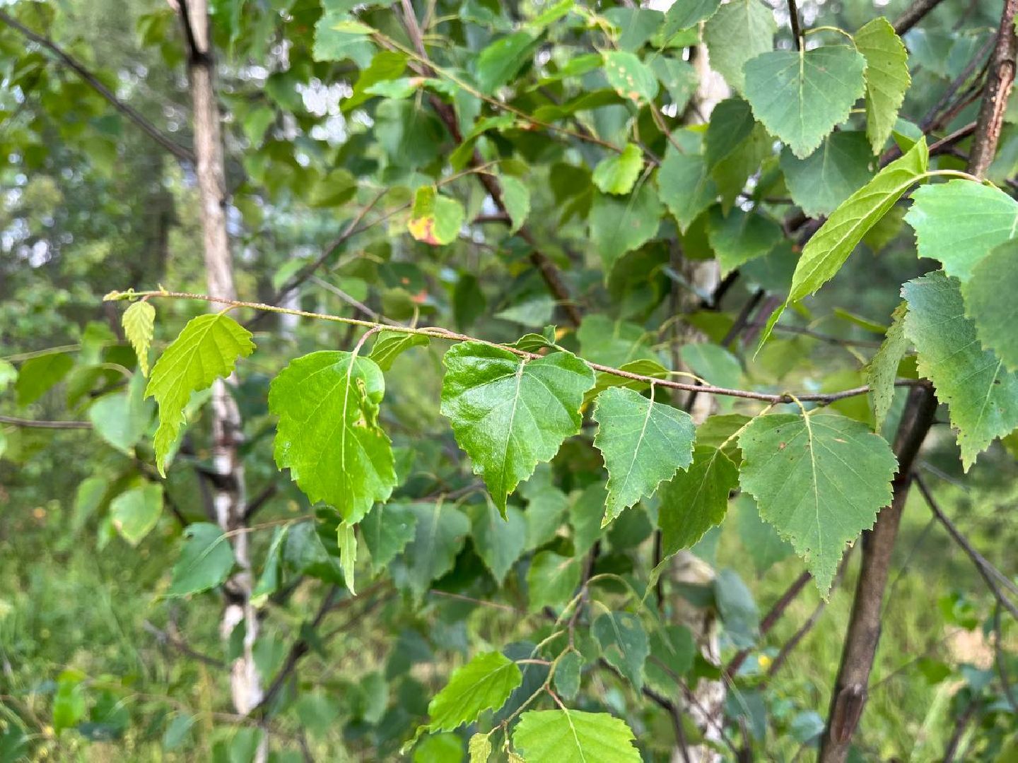 #БольшаяШатура#шелкопряд#лес#Мособллес