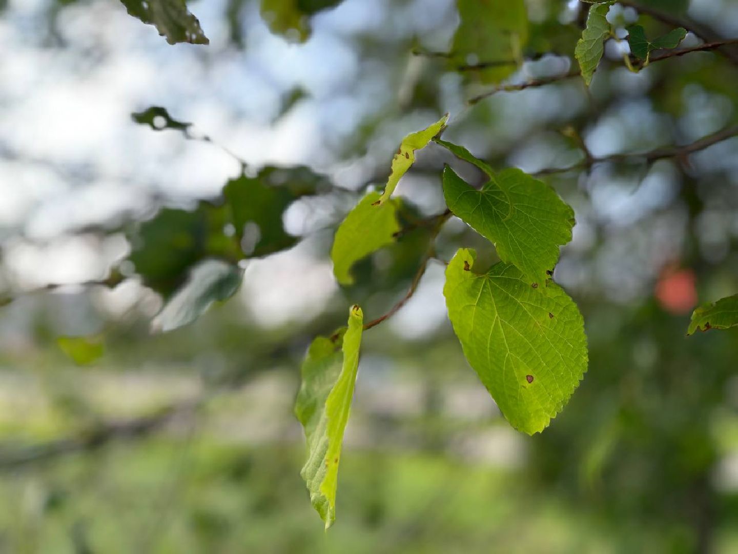 #БольшаяШатура#шелкопряд#лес#Мособллес