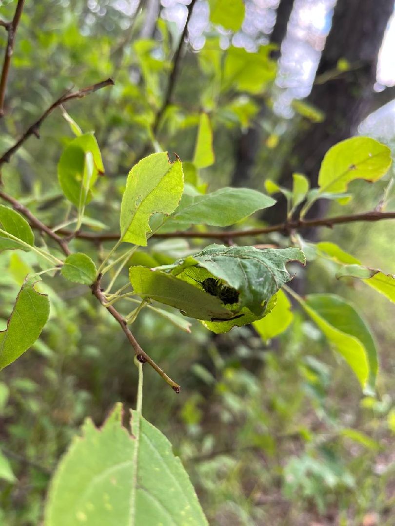 #БольшаяШатура#шелкопряд#лес#Мособллес