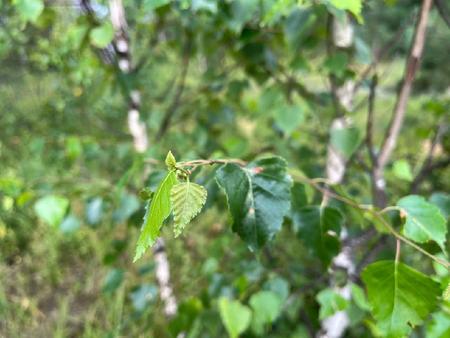 #БольшаяШатура#шелкопряд#лес#Мособллес