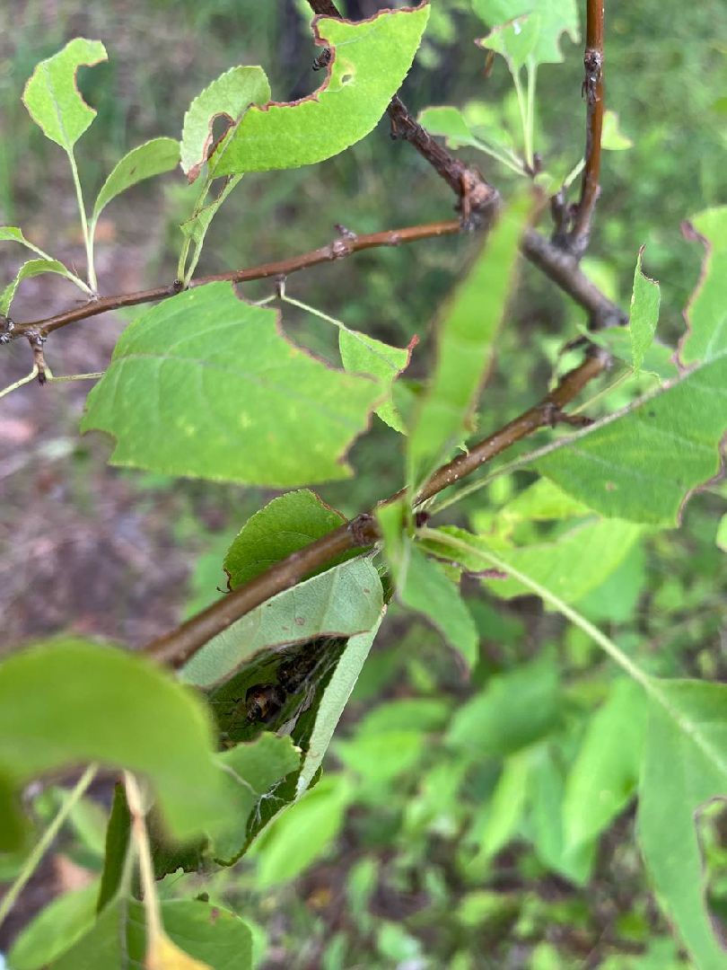 #БольшаяШатура#шелкопряд#лес#Мособллес