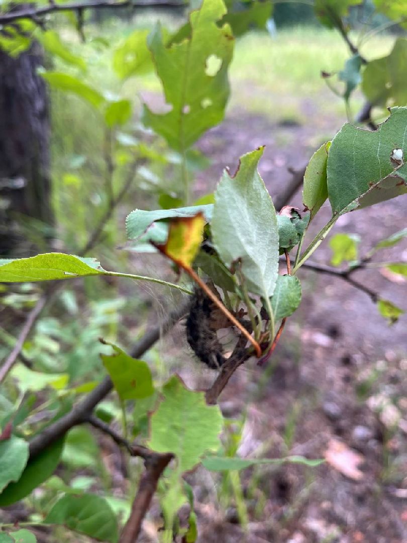 #БольшаяШатура#шелкопряд#лес#Мособллес