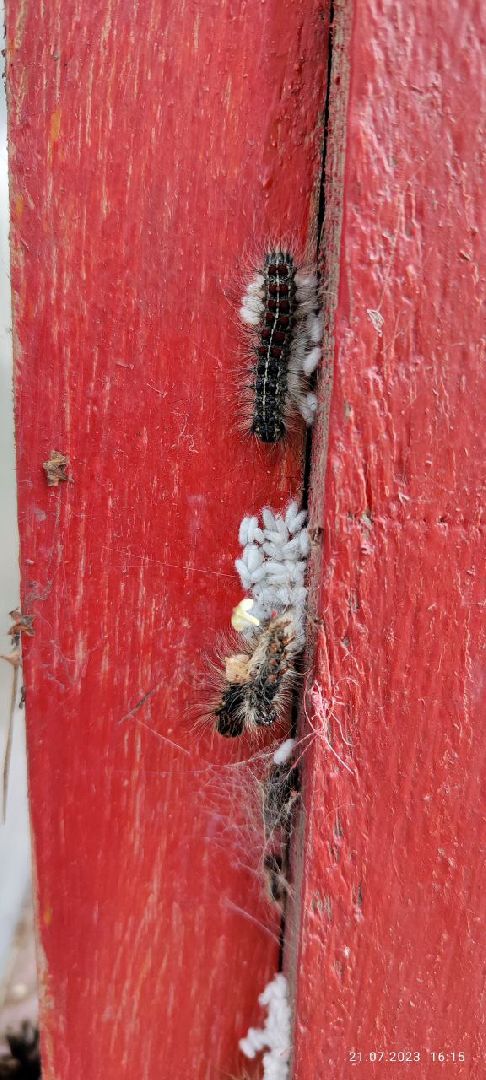 #БольшаяШатура#шелкопряд#лес#Мособллес