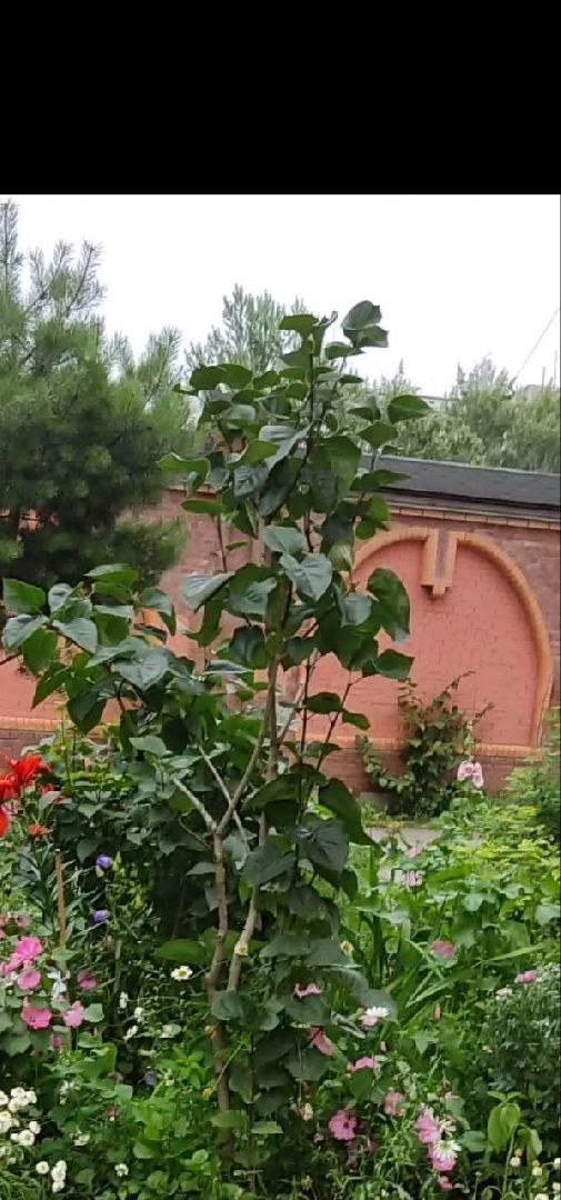 Долгопрудный, клумба, цветник, сирень, конкурс, благоустройство