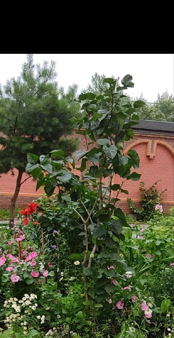 Долгопрудный, клумба, цветник, сирень, конкурс, благоустройство