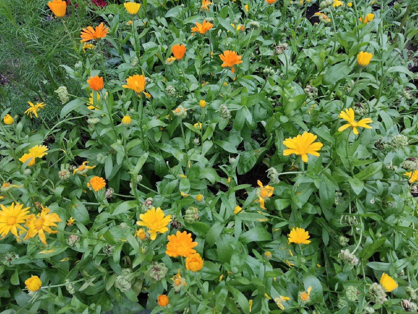 Долгопрудный, клумба, цветник, сирень, конкурс, благоустройство