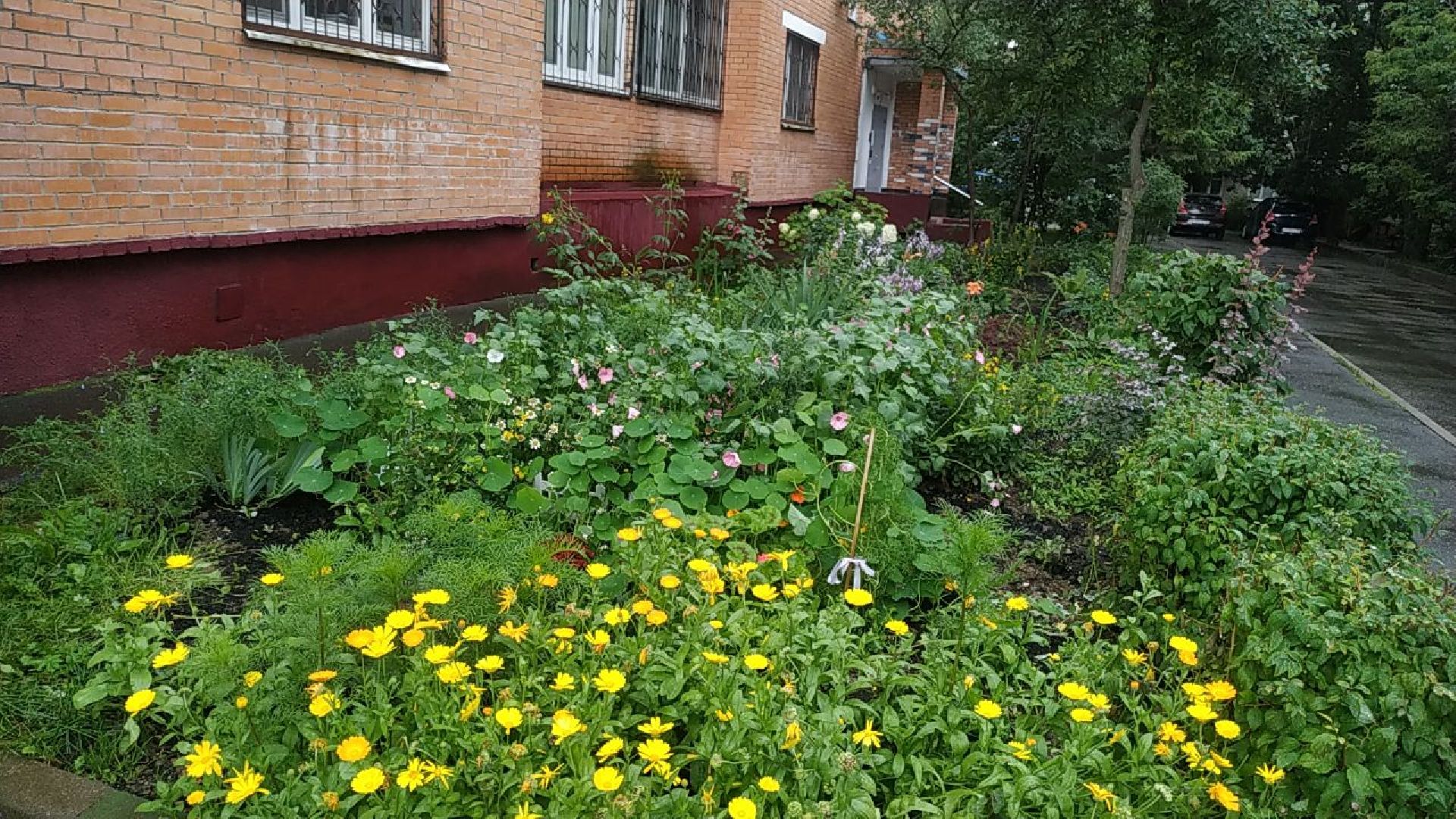 Долгопрудный, клумба, цветник, сирень, конкурс, благоустройство