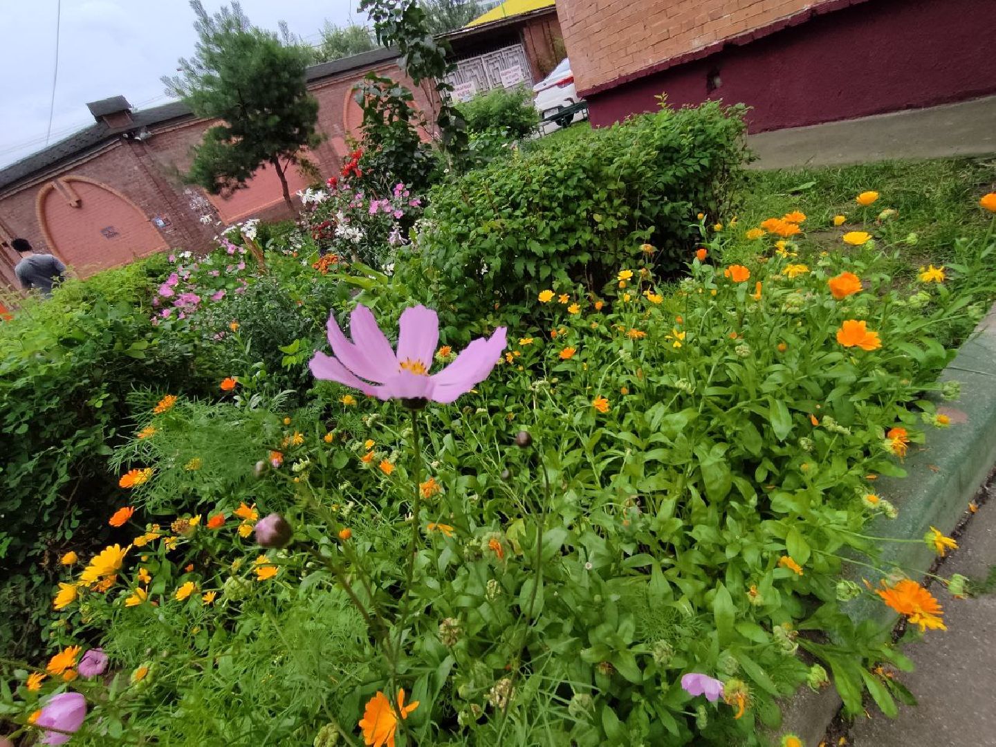 Долгопрудный, клумба, цветник, сирень, конкурс, благоустройство