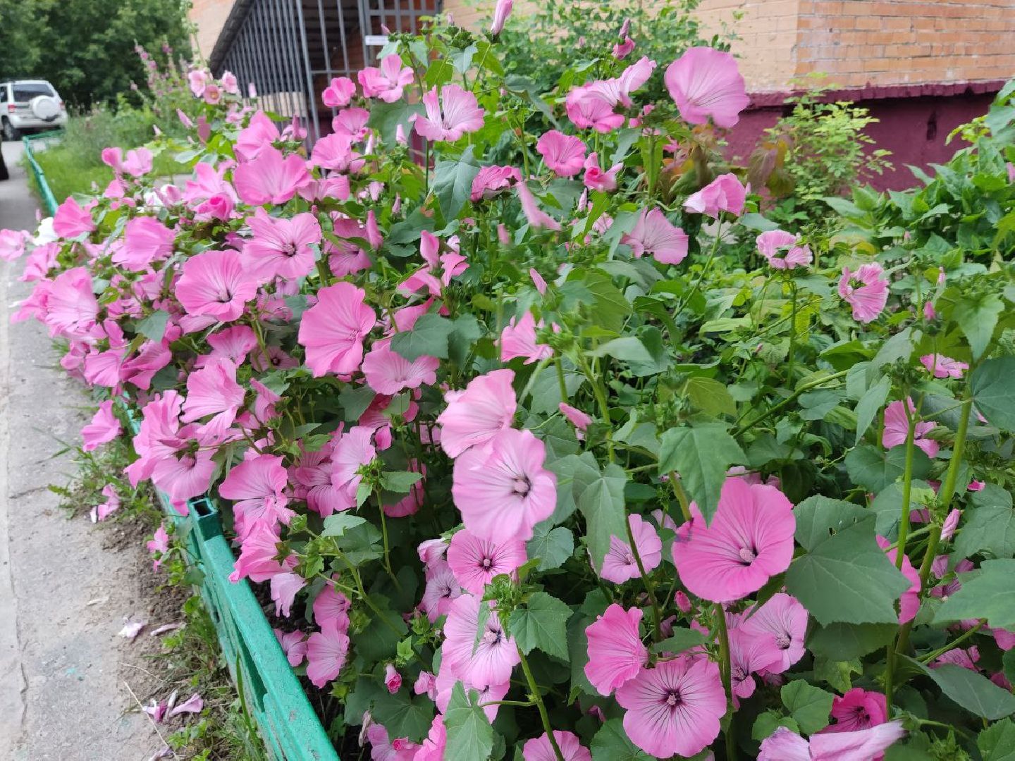 Долгопрудный, клумба, цветник, сирень, конкурс, благоустройство