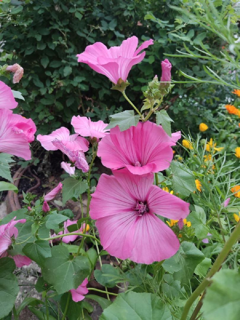 Долгопрудный, клумба, цветник, сирень, конкурс, благоустройство