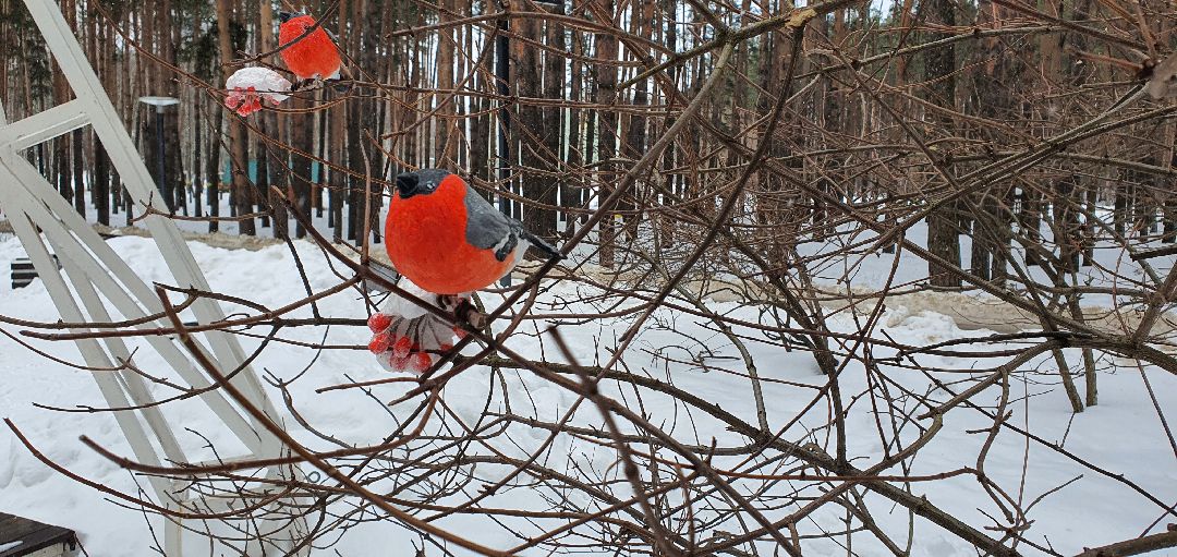 Домодедово, 8 Марта, птицы, искусство,