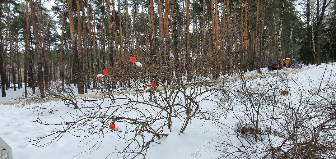 Домодедово, 8 Марта, птицы, искусство,