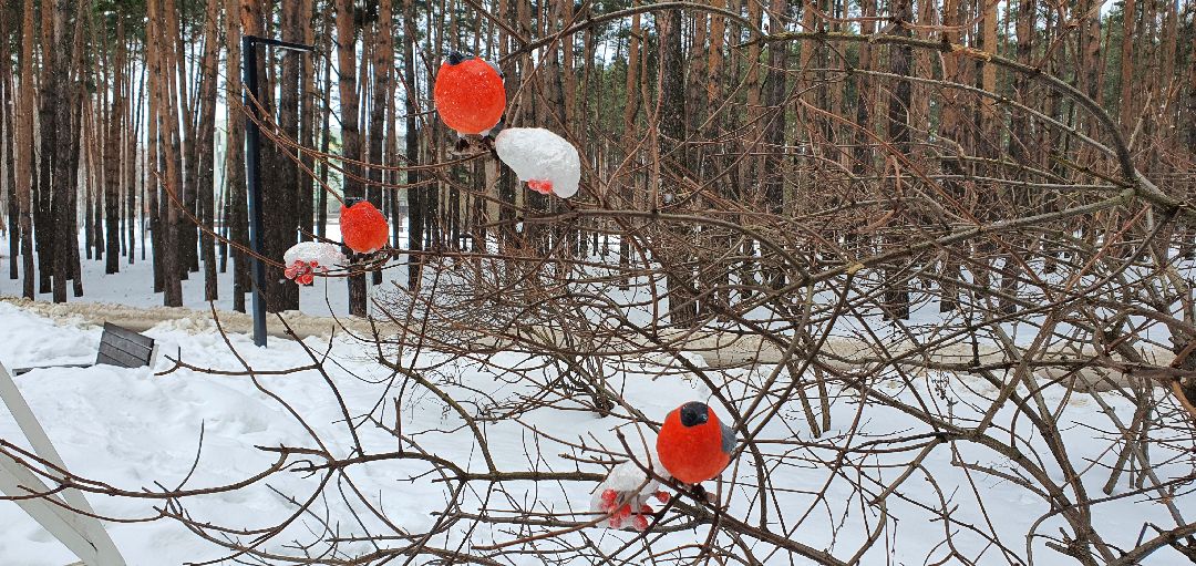 Домодедово, 8 Марта, птицы, искусство,
