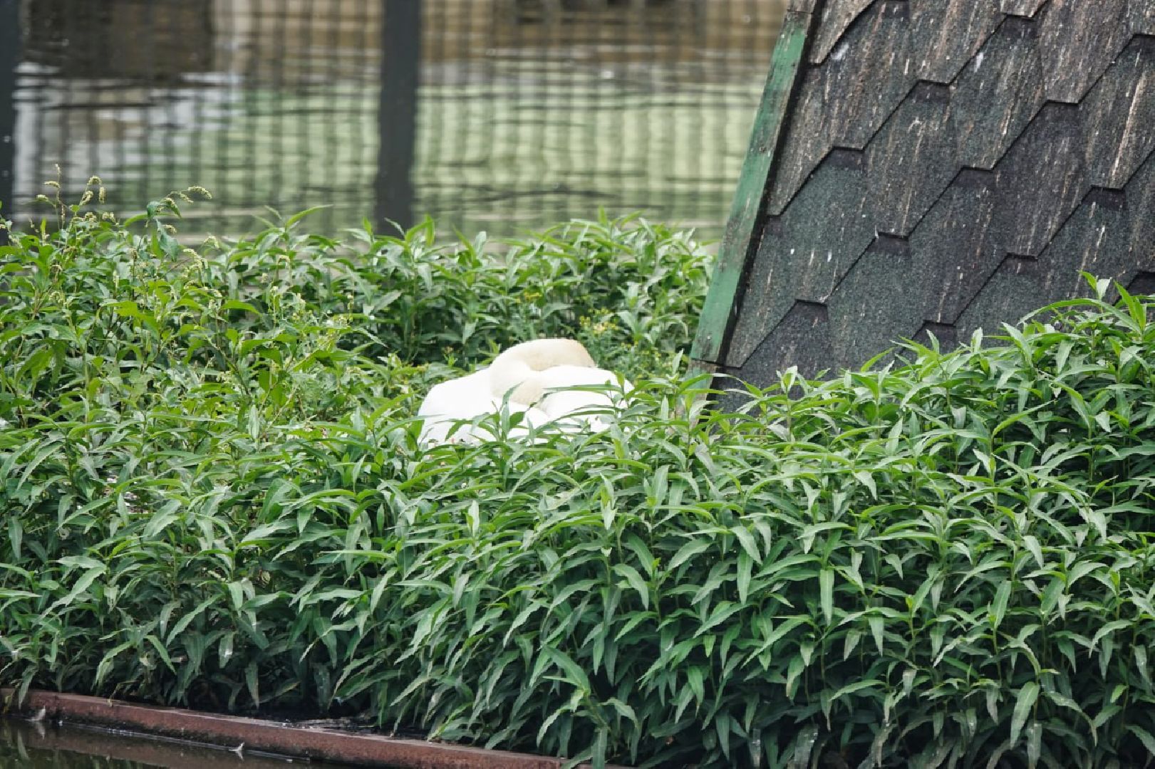 Сергиево-Посадский городской округ, Сергиев Посад, Белые лебеди, Потомство, Окружающий мир, Природа, Птицы