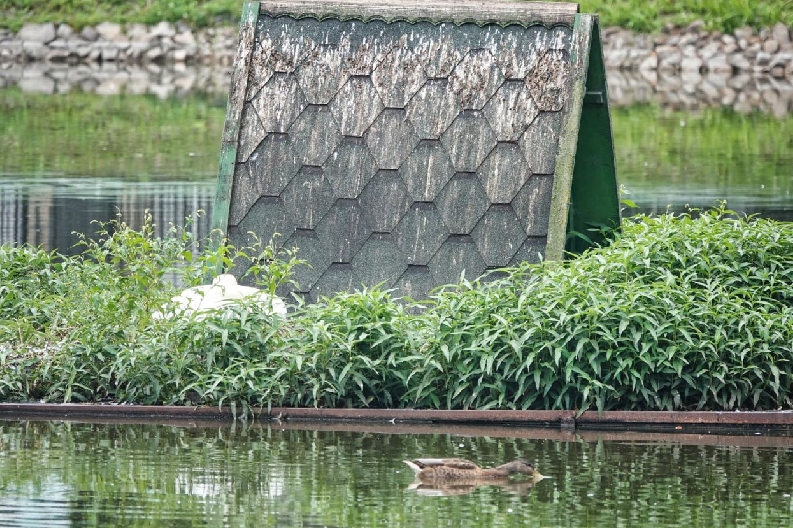 Сергиево-Посадский городской округ, Сергиев Посад, Белые лебеди, Потомство, Окружающий мир, Природа, Птицы