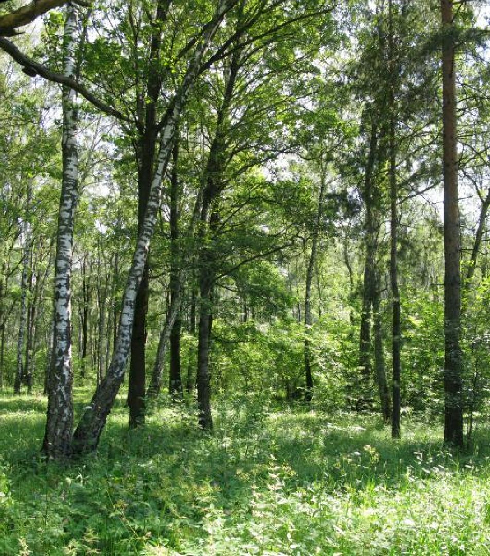 Субботник, благоустройство,Опалиха