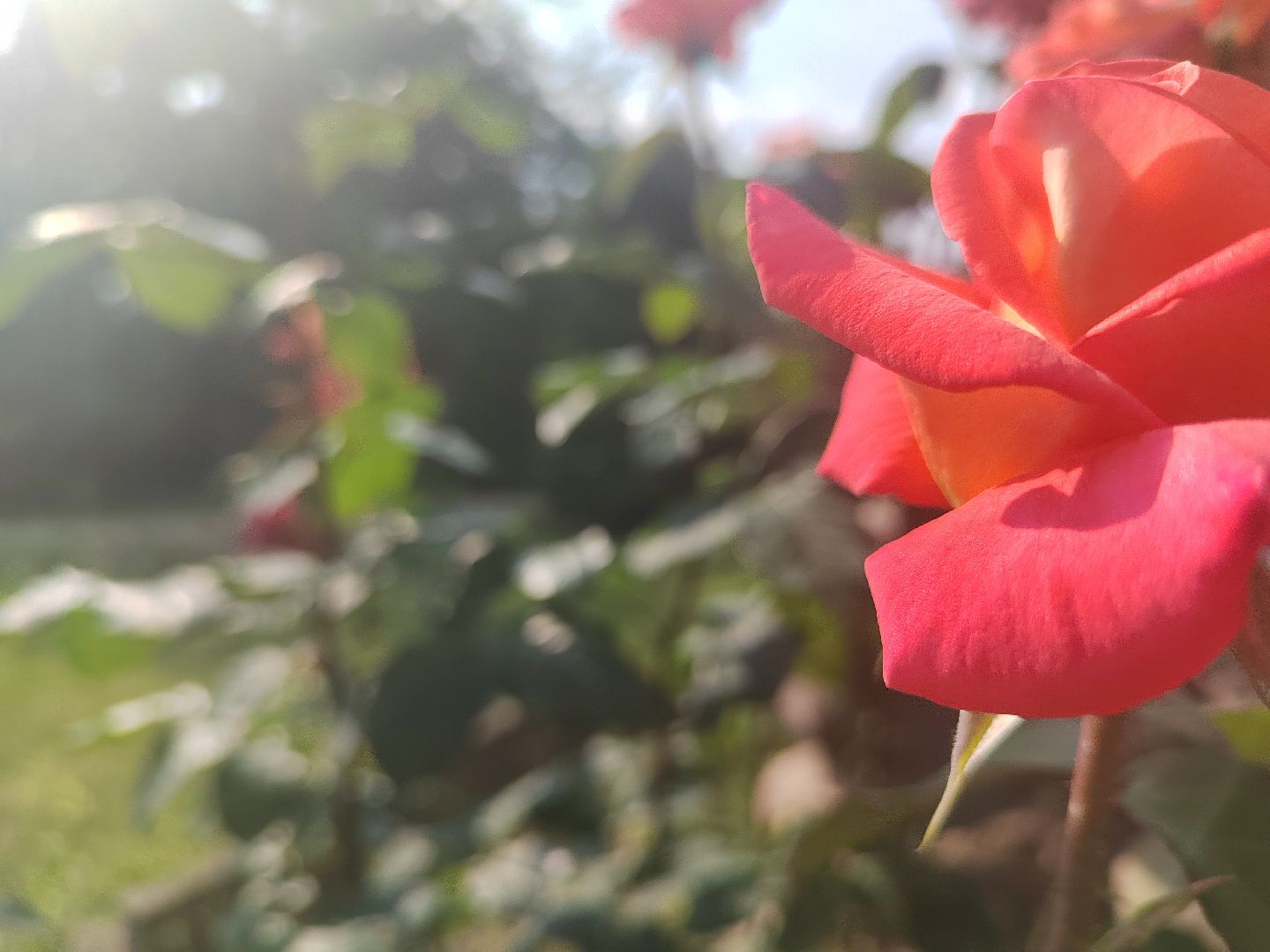 Пушкино, природа, люди, общество