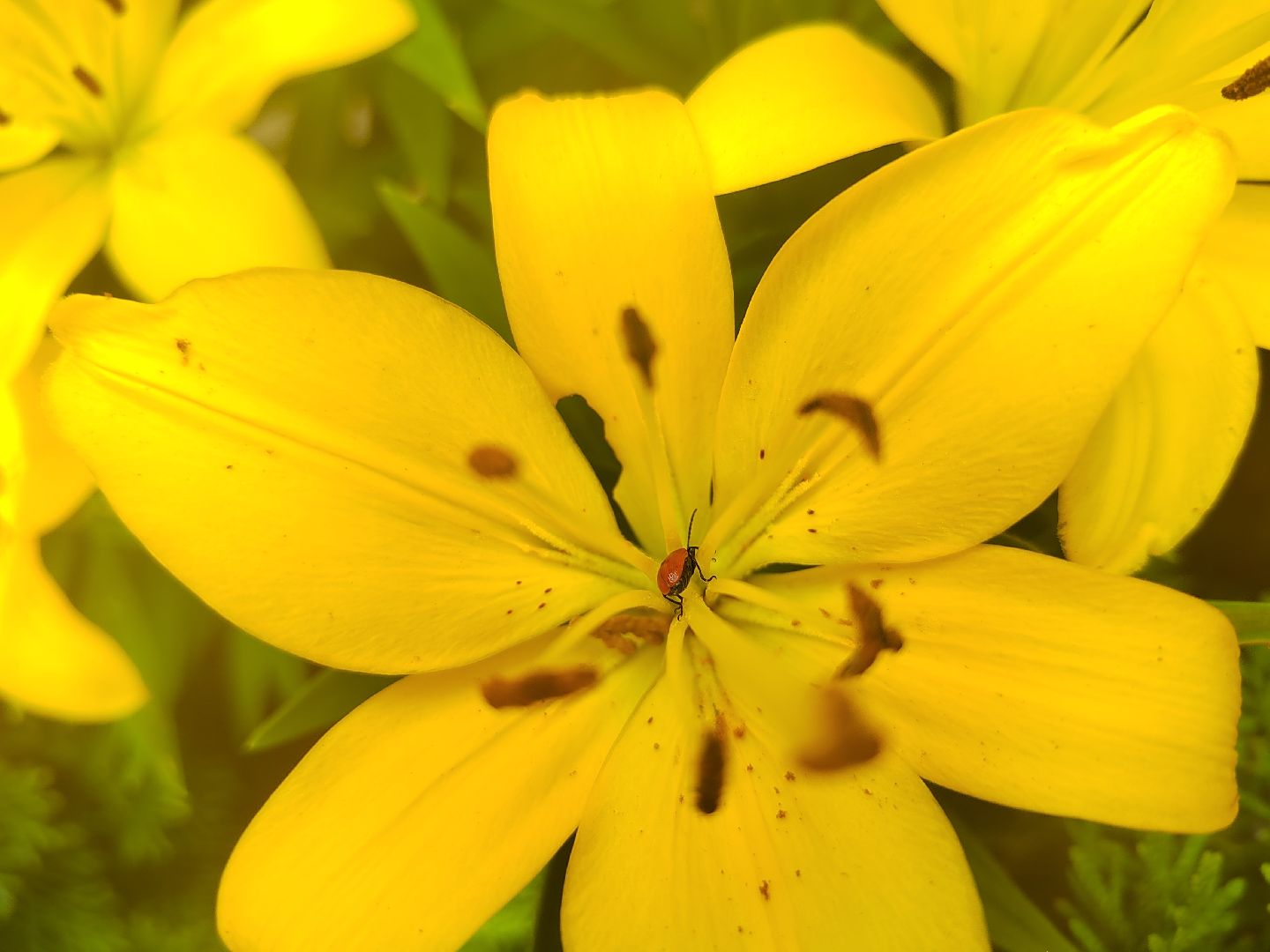 Пушкино, природа, люди, общество