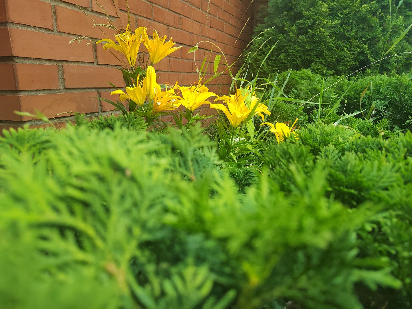 Пушкино, природа, люди, общество