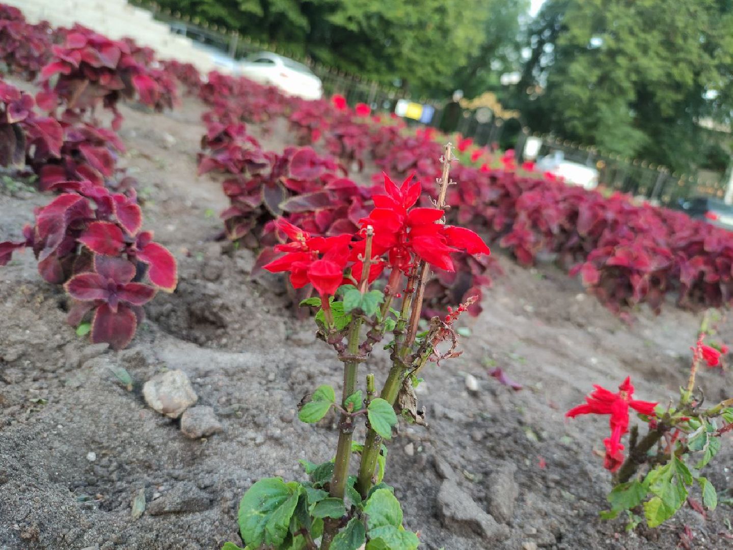 лыткарино, жкх, цветы,