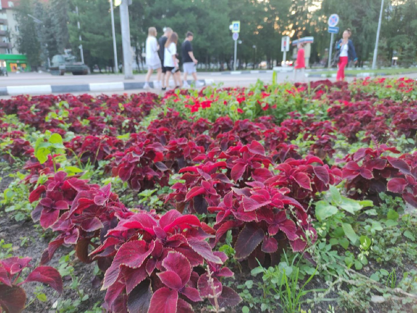 лыткарино, жкх, цветы,