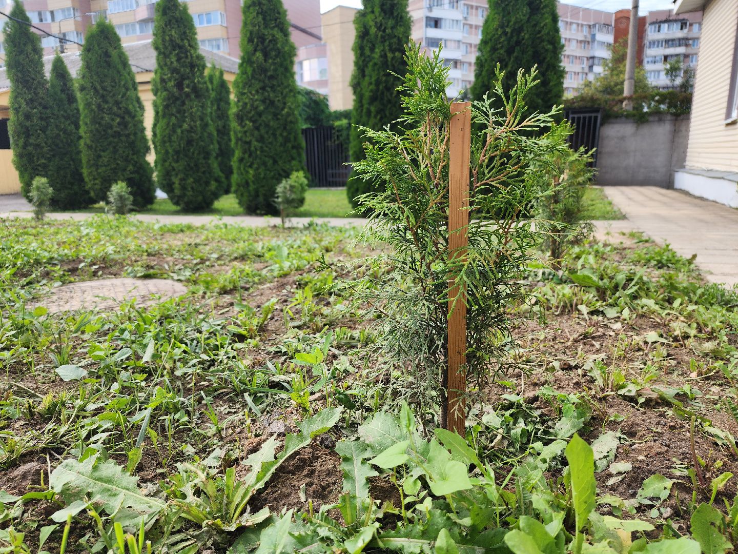 МВД, Аллея Ветеранов, полиция, Ногинск, Богородский городской округ