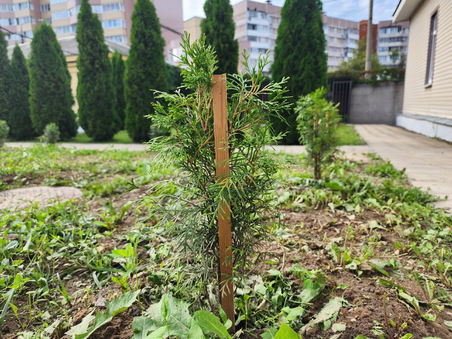 МВД, Аллея Ветеранов, полиция, Ногинск, Богородский городской округ