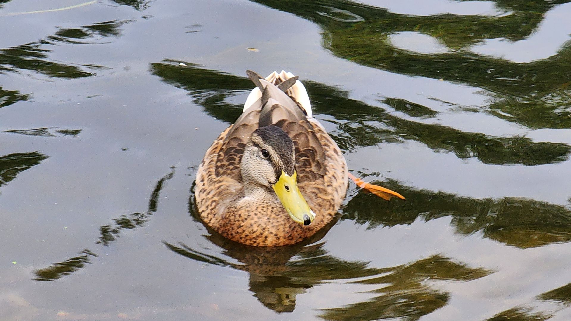 Подмосковье, Ивантеевка, Покорми уток, утка, корм