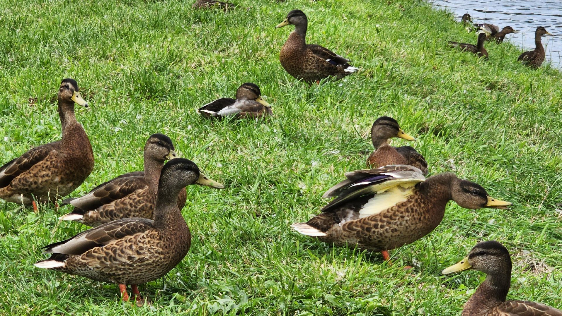 Подмосковье, Ивантеевка, Покорми уток, утка, корм