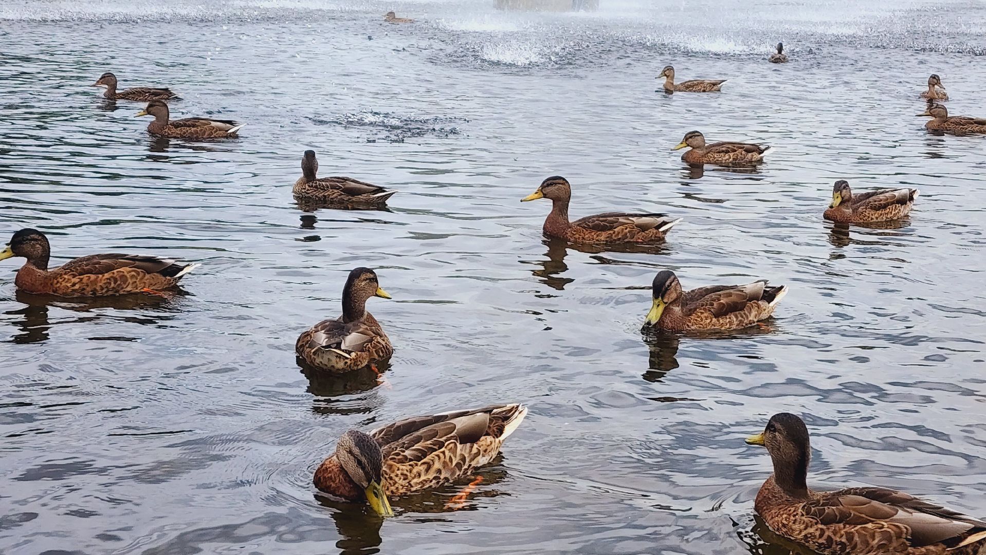 Подмосковье, Ивантеевка, Покорми уток, утка, корм