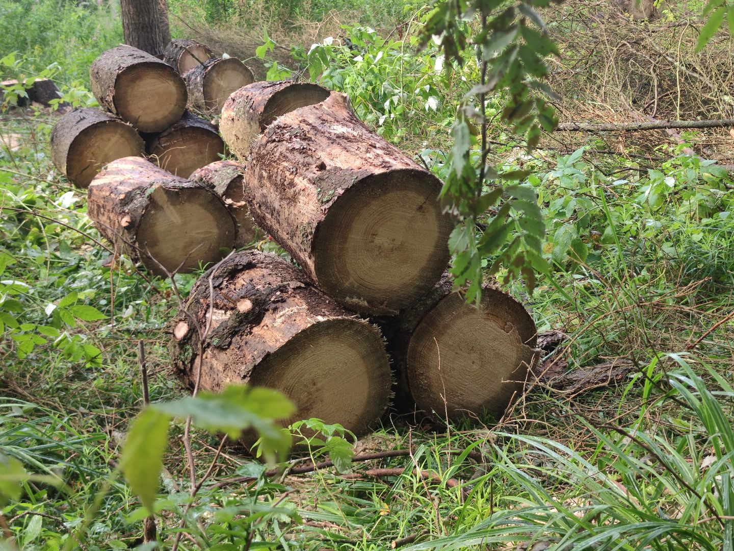 Уборка деревьев, ЖКХ, благоустройство, Добродел, Дубна