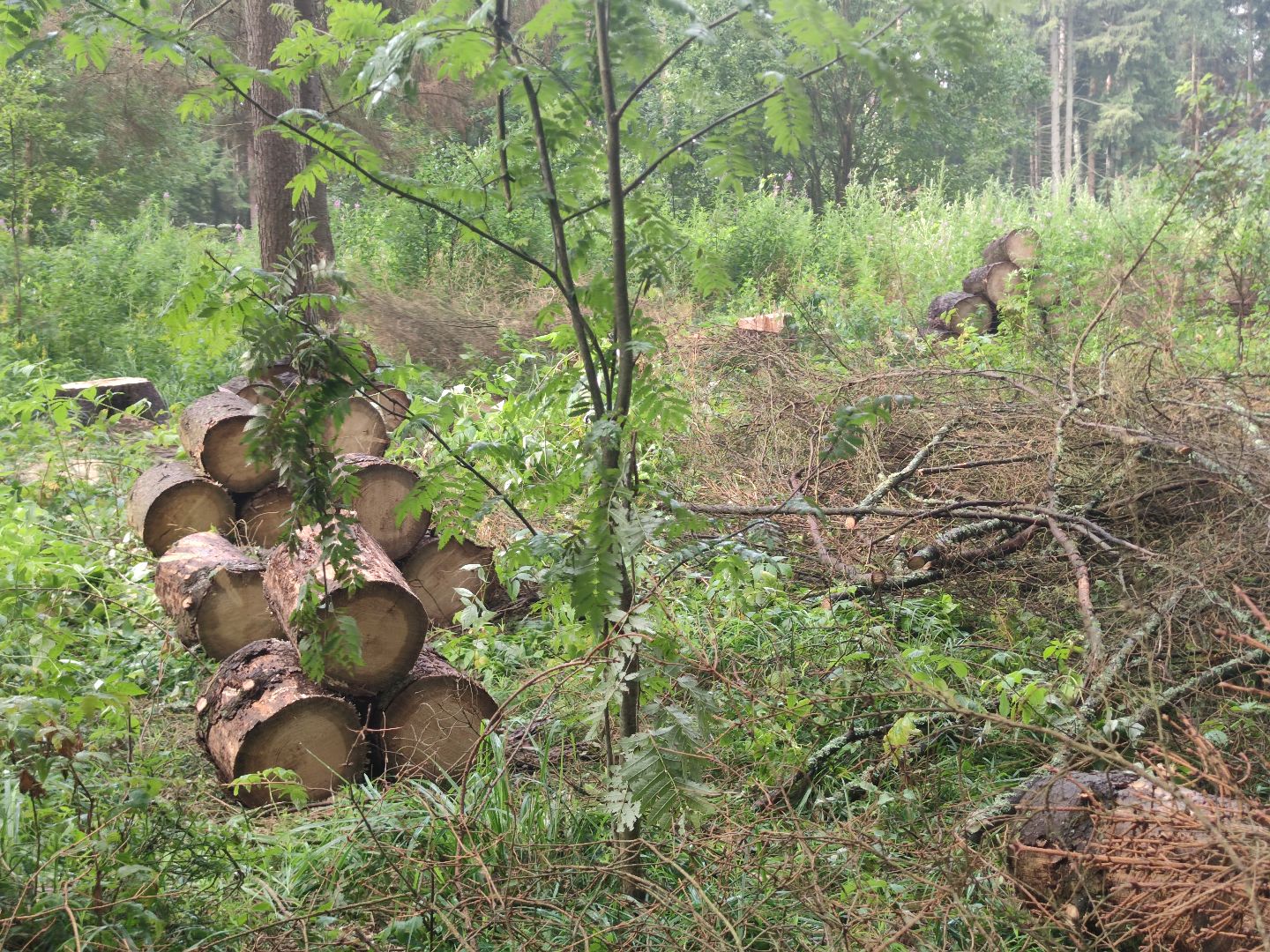 Уборка деревьев, ЖКХ, благоустройство, Добродел, Дубна