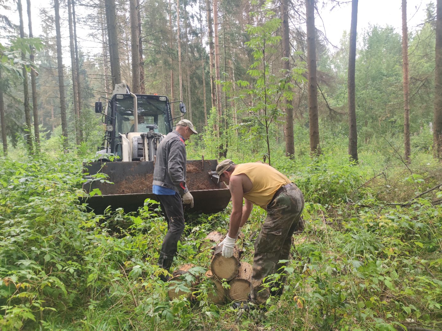 Уборка деревьев, ЖКХ, благоустройство, Добродел, Дубна