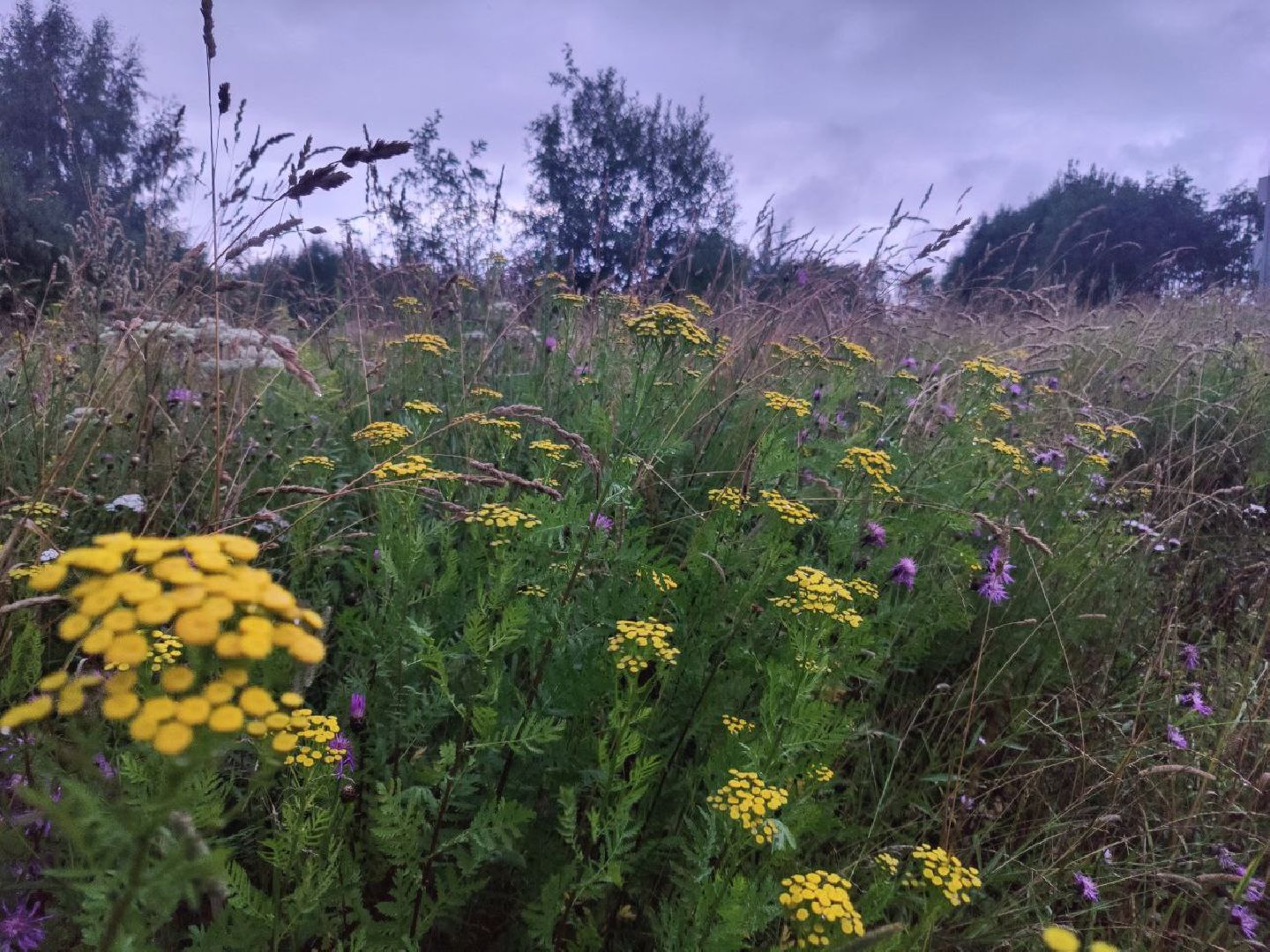 Нахабино, цветы, букет