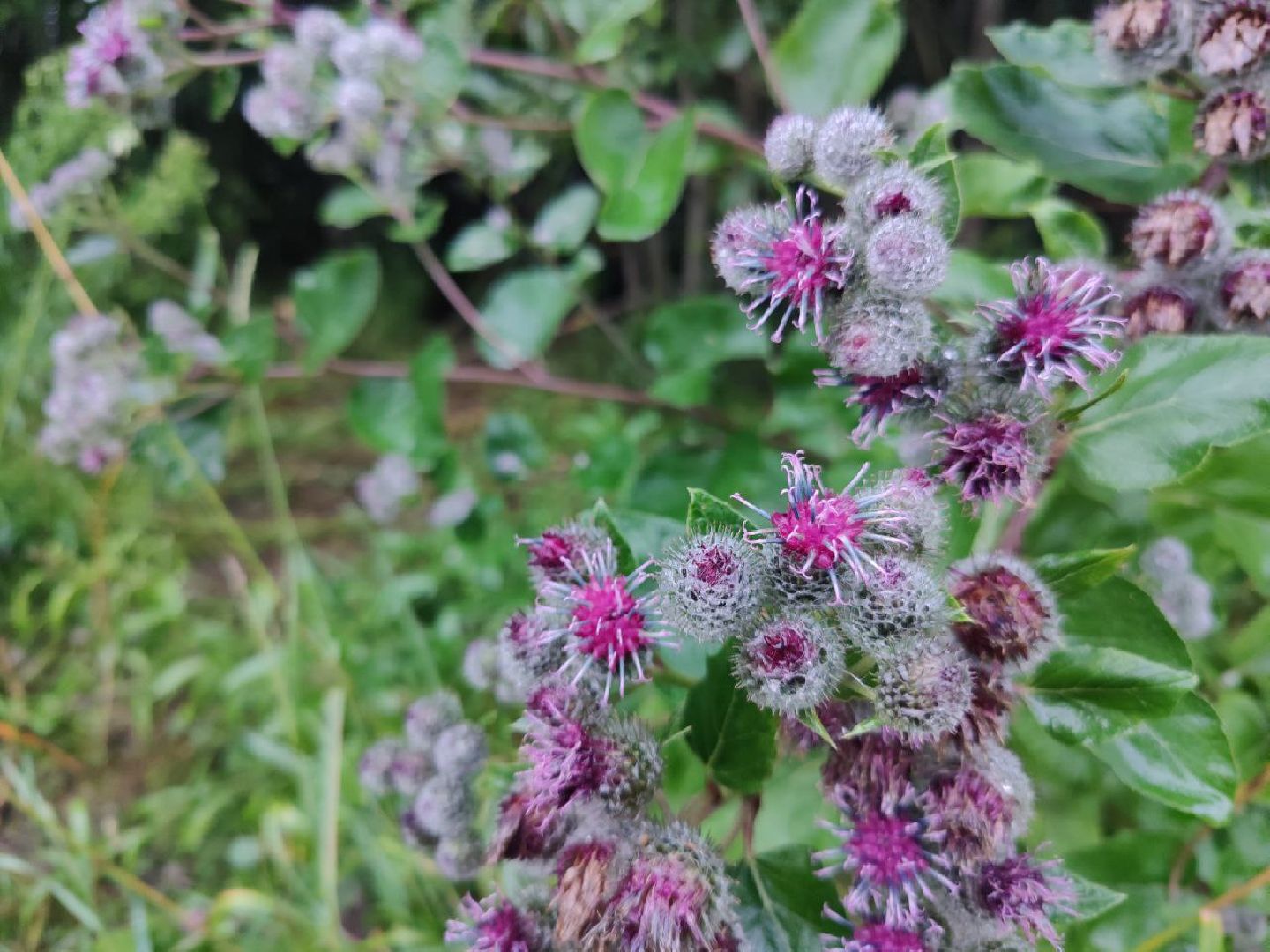 Нахабино, цветы, букет