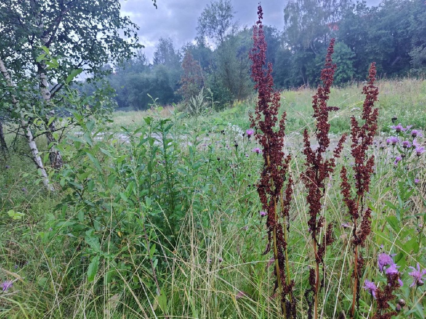 Нахабино, цветы, букет