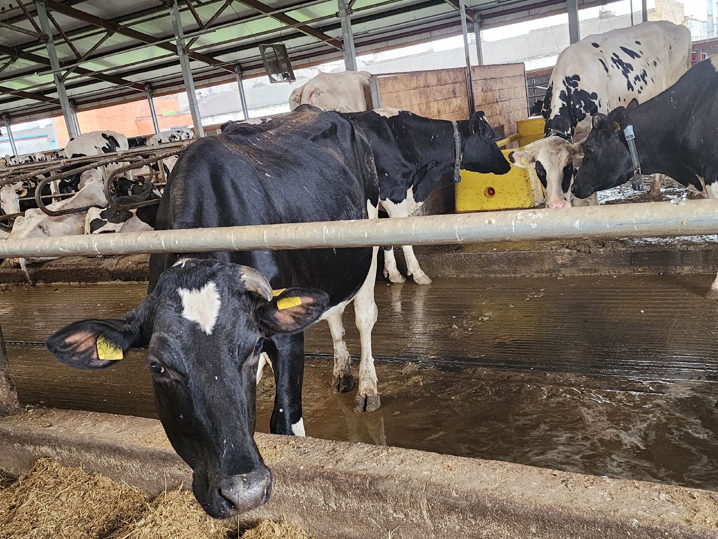 Звенигород, сельское хозяйство, фермерство, меры поддержки фермерам