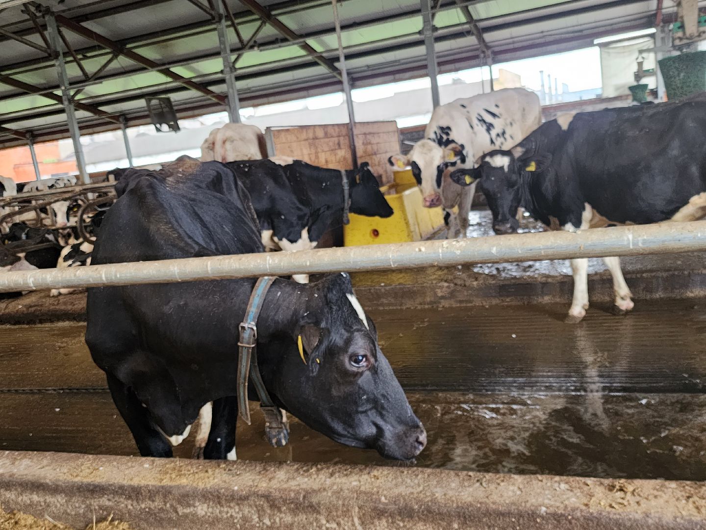 Звенигород, сельское хозяйство, фермерство, меры поддержки фермерам