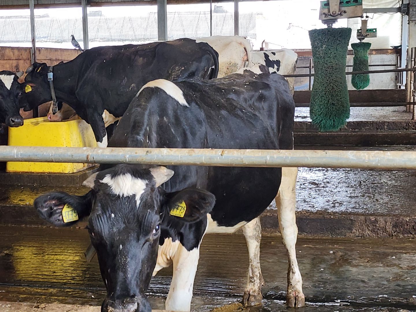 Звенигород, сельское хозяйство, фермерство, меры поддержки фермерам
